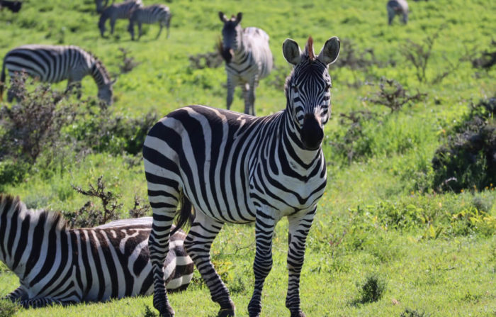 9 days Tanzania safari Tour to Lake Manyara, Serengeti (4 nights), Ngorongoro Crater and Tarangire (2nights)